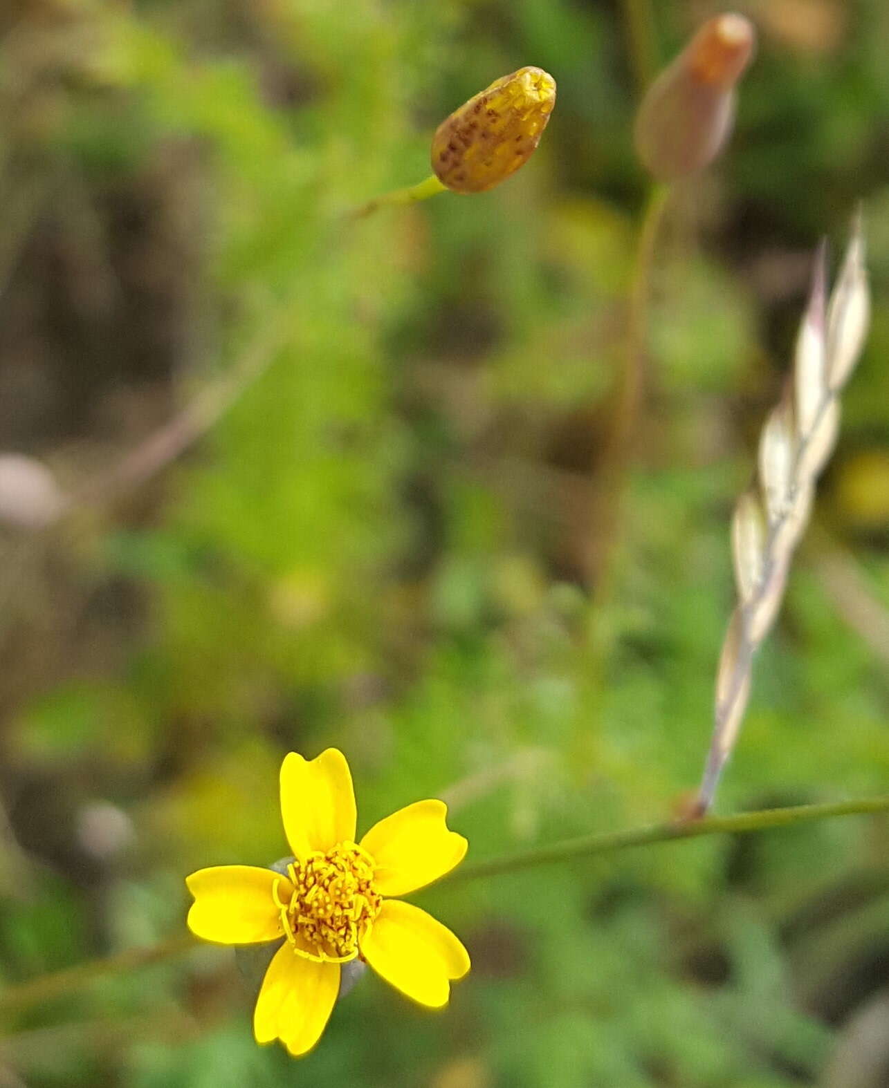 Image of Tagetes subulata Cerv.