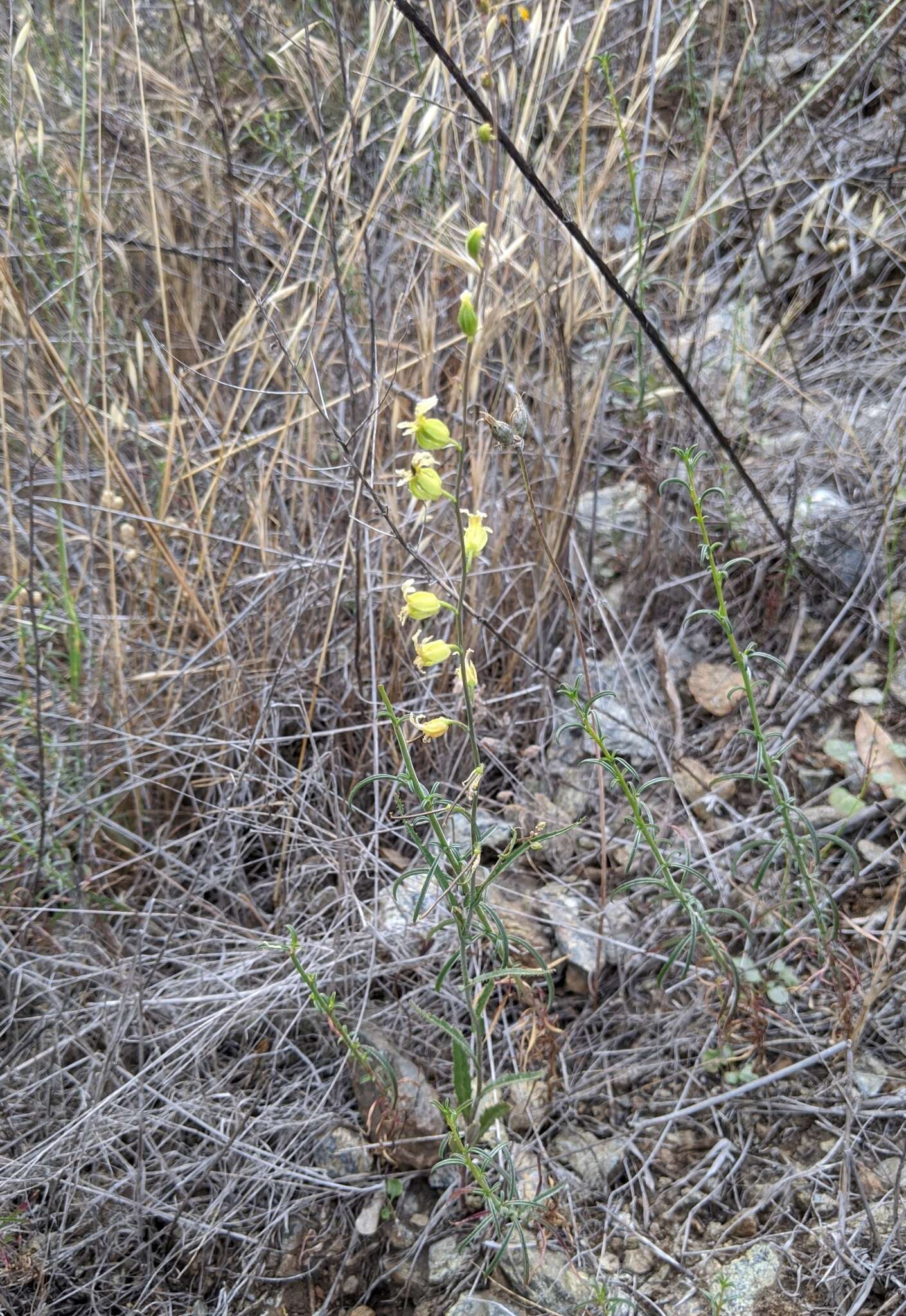 Image of Streptanthus glandulosus subsp. sonomensis (Kruckeberg) M. Mayer & D. W. Taylor