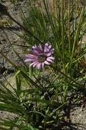 Gerbera crocea (L.) Kuntze的圖片