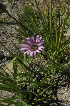 Image of Gerbera crocea (L.) Kuntze