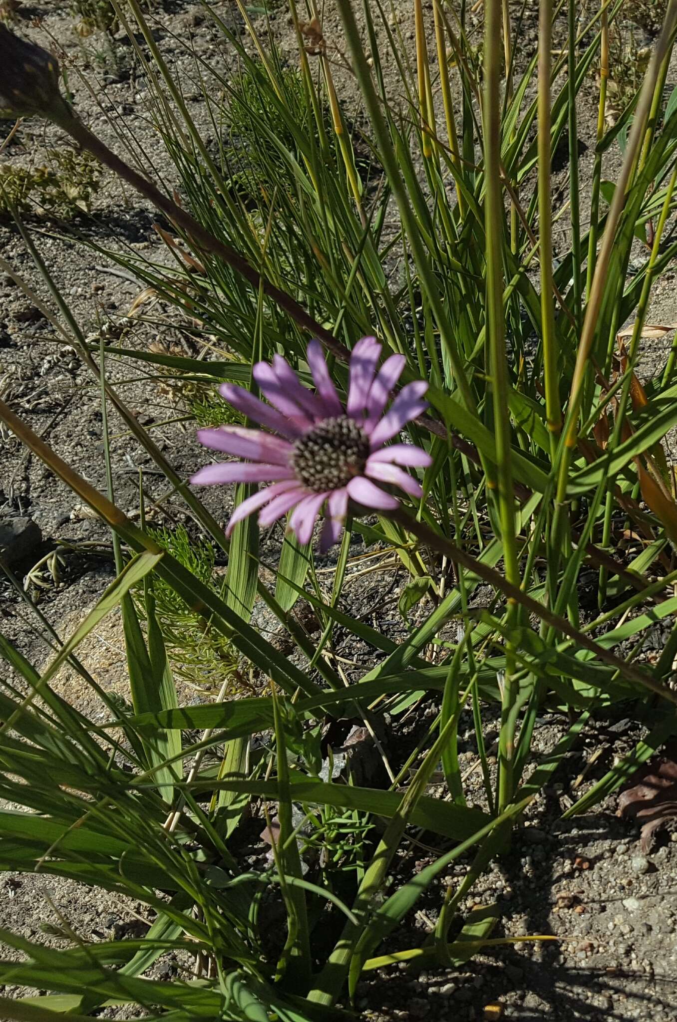 Imagem de Gerbera crocea (L.) Kuntze