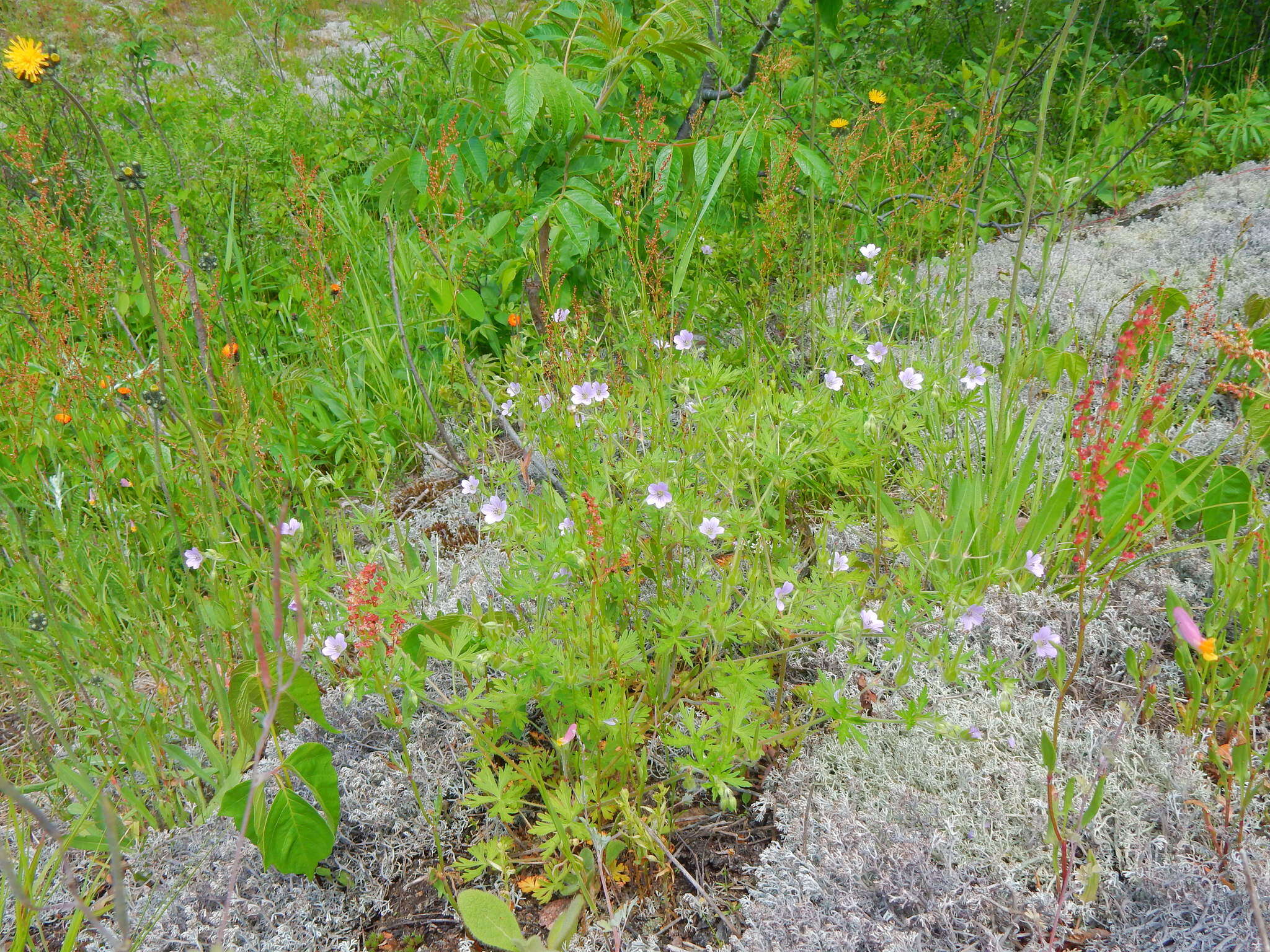 Image of Bicknell's cranesbill