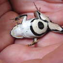 Image of Nkongsamba River Frog