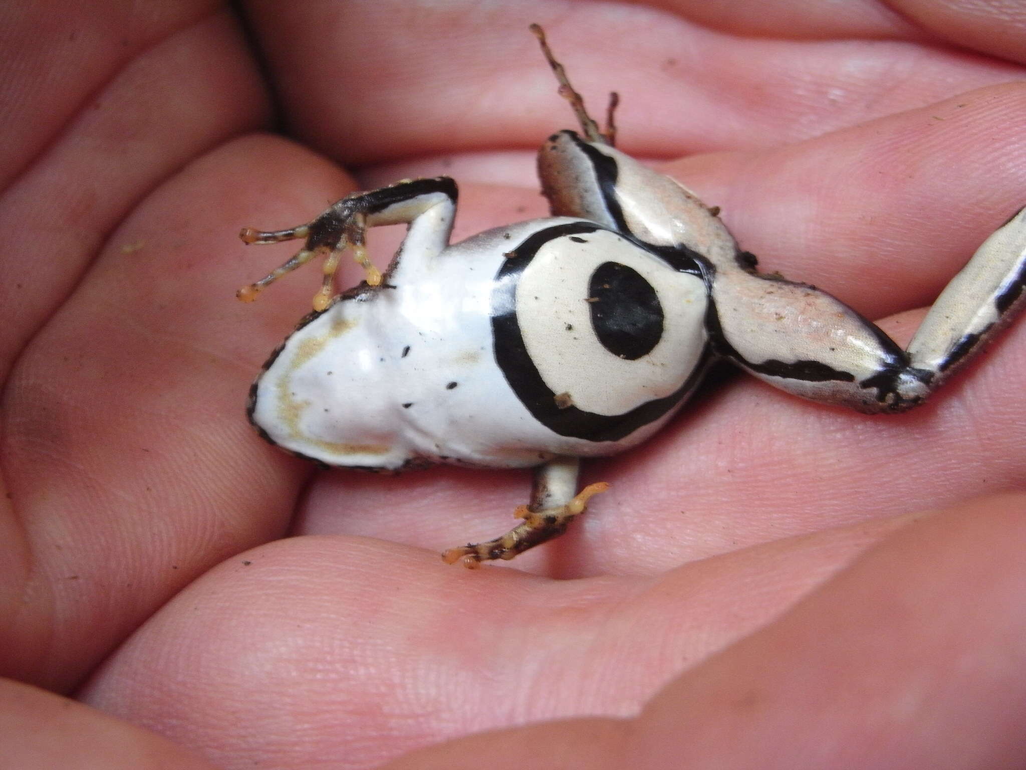 Image of Nkongsamba River Frog