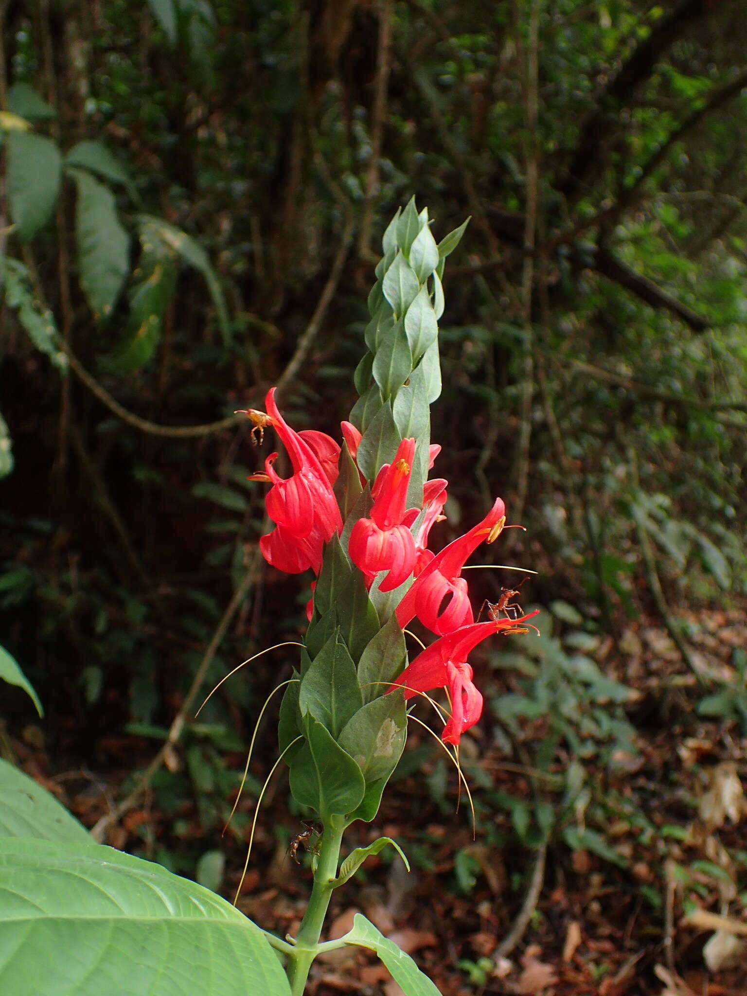 Pachystachys coccinea (Aubl.) Nees resmi