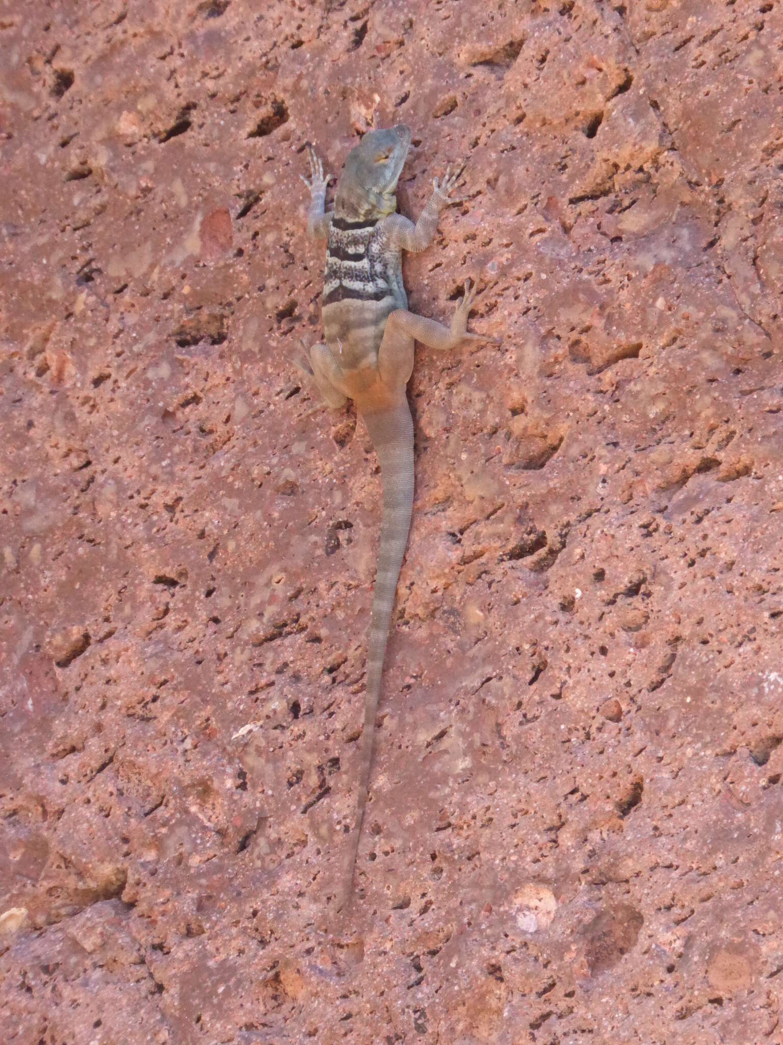 Image of Baja Blue Rock Lizard