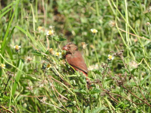 Image of Crimson Finch