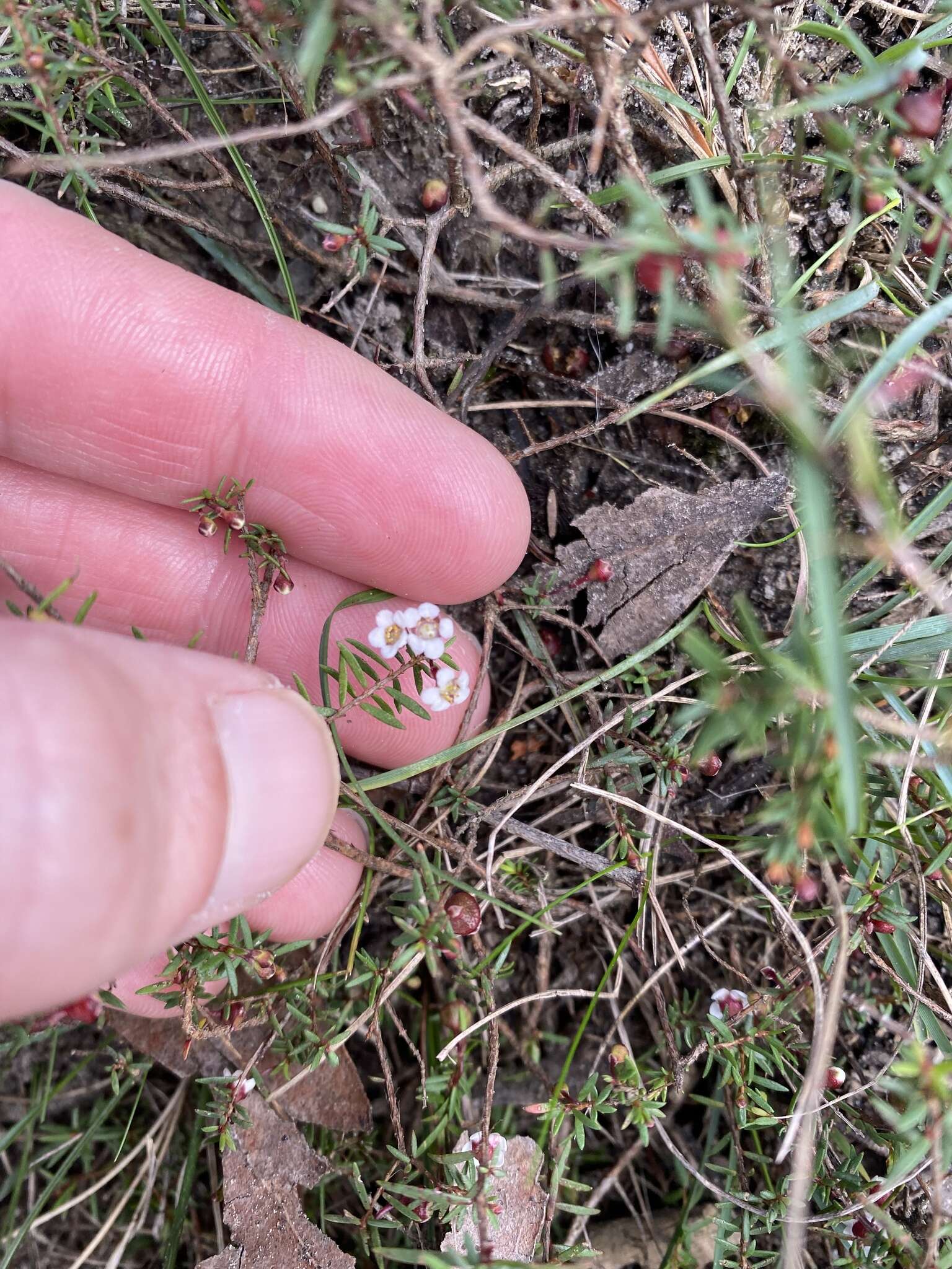 Image of Euryomyrtus ramosissima subsp. prostrata (Hook. fil.) Trudgen