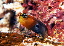 Image of Allen&#39;s blenny