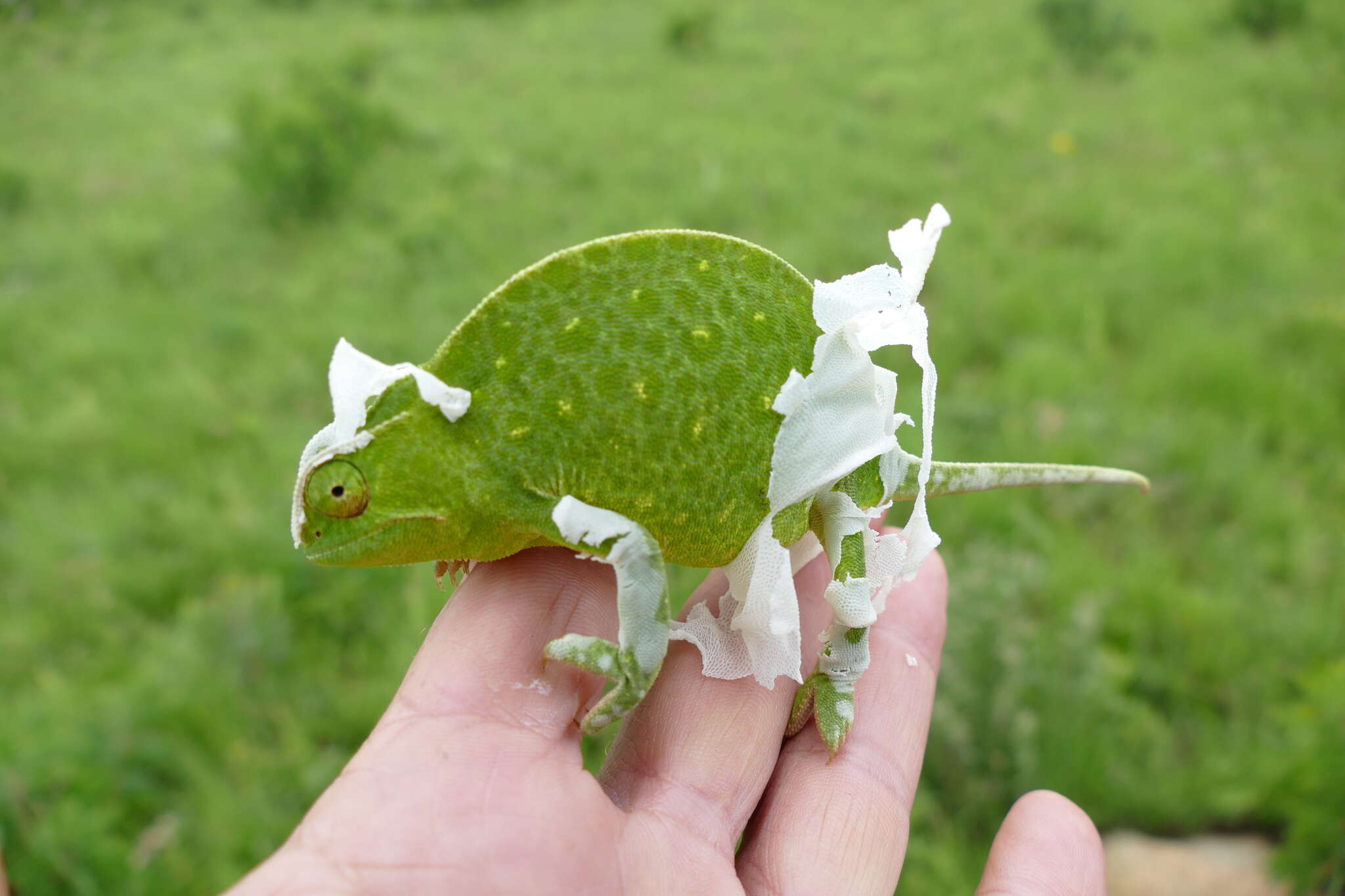 Image of Double-scaled Chameleon