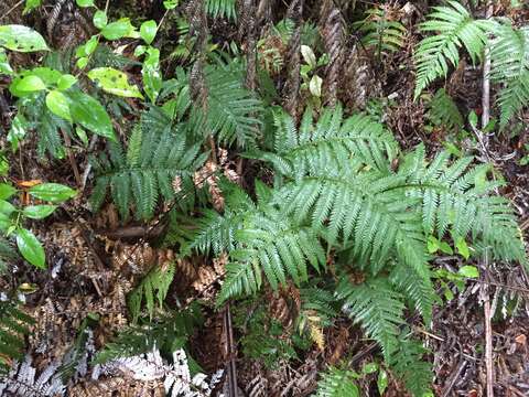 Image of Diploblechnum fraseri (A. Cunn.) De Vol