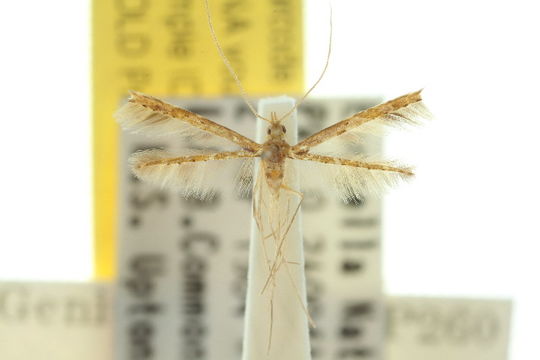 Image of <i>Oxychirota paradoxa</i> Meyrick 1885