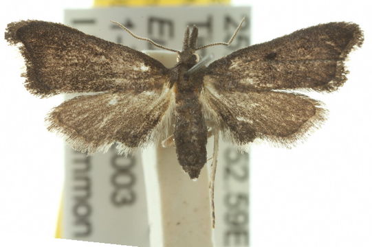 Image of <i>Anomima phaeochroa</i> Turner 1922