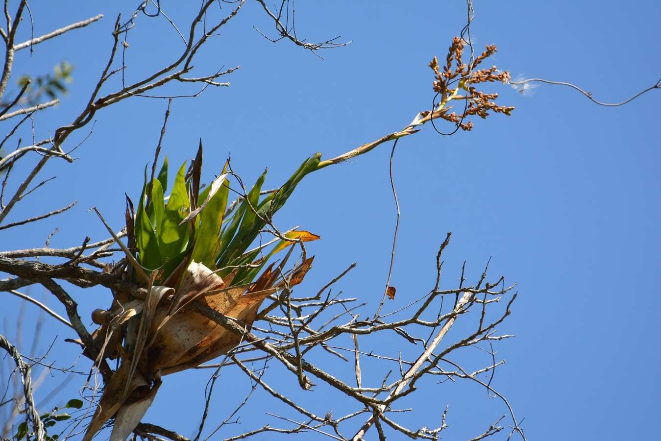 Image of Catopsis occulta Mart.-Correa, Espejo & López-Ferr.