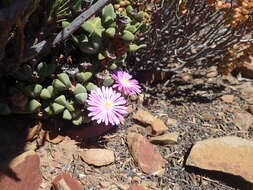 Image of Braunsia apiculata (Kensit) L. Bol.