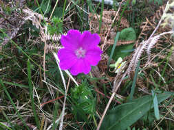 Image of bloody geranium