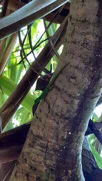 Imagem de Phelsuma astriata semicarinata Cheke 1982