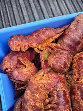 Image of Californian slipper lobster