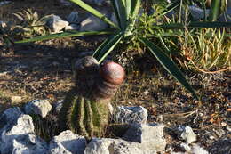 Image of Barrel Cactus