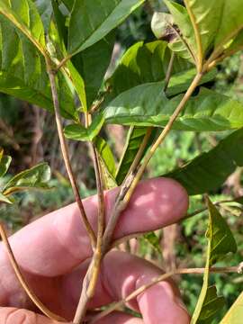 Image of Vitex megapotamica (Spreng.) Moldenke