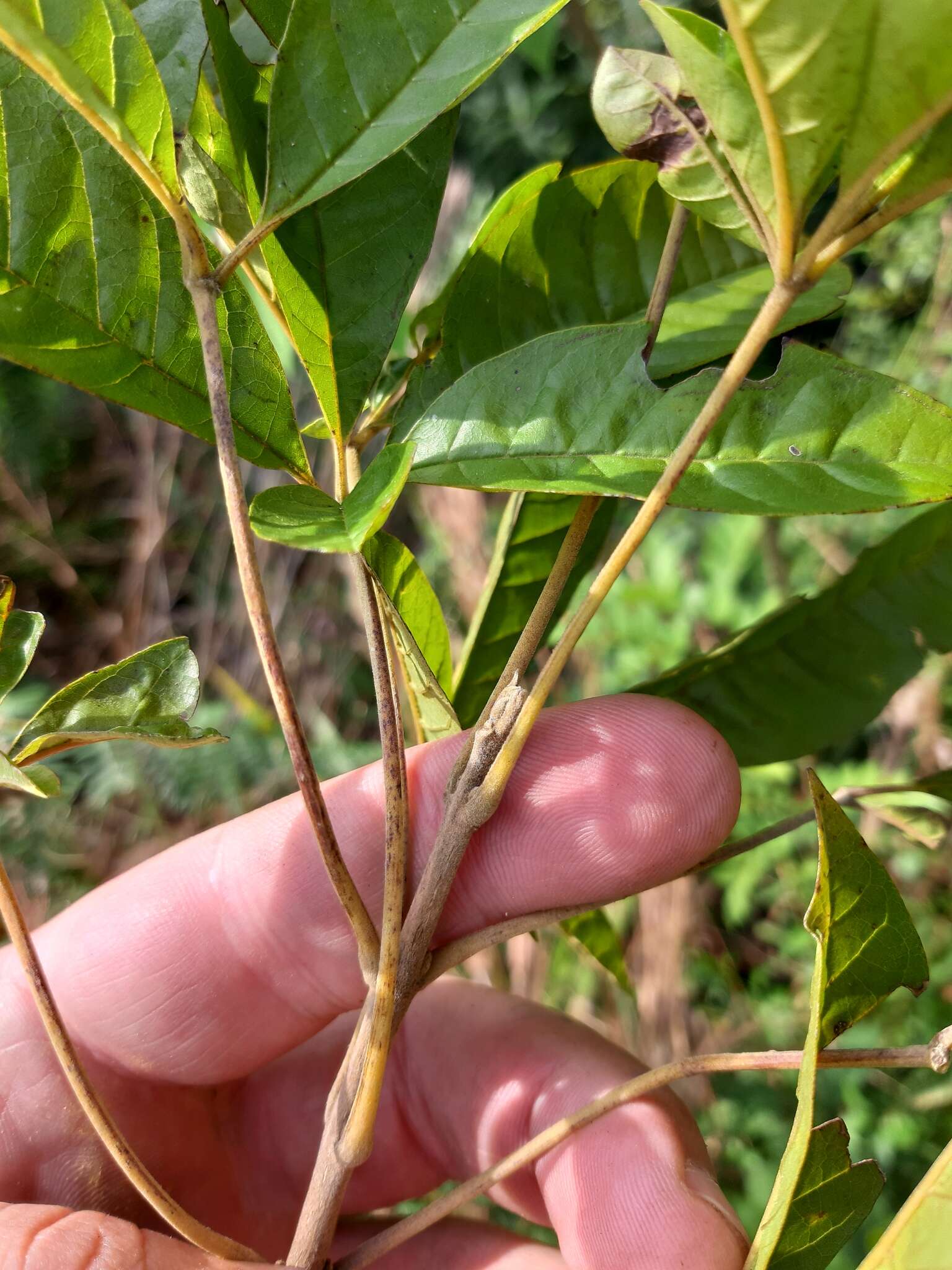 Image de Vitex megapotamica (Spreng.) Moldenke