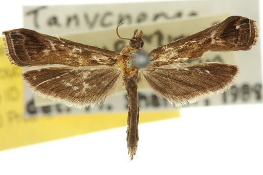 Image of <i>Tanycnema anomala</i> Turner 1922