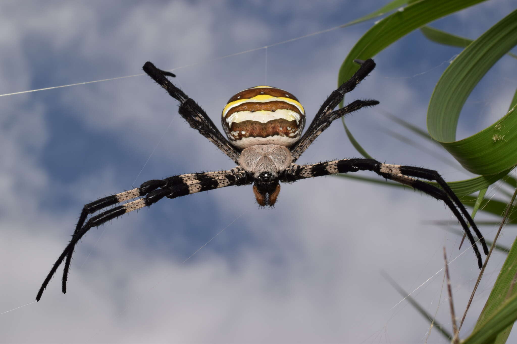 Image of Argiope amoena L. Koch 1878