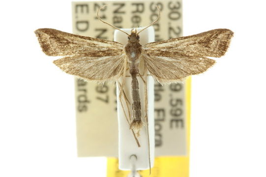 Image of <i>Tanycnema anomala</i> Turner 1922