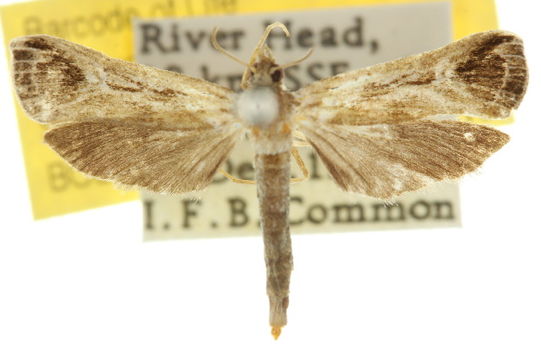 Image of <i>Tanycnema anomala</i> Turner 1922