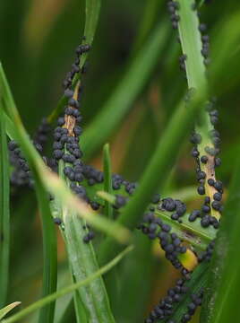 Image of Badhamia foliicola