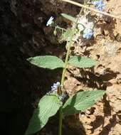 Image of Brunnera orientalis (Schenk) I. M. Johnst.