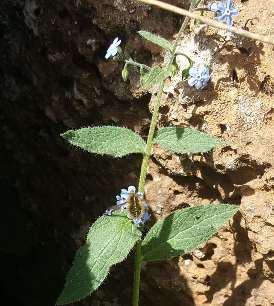 Plancia ëd Brunnera orientalis (Schenk) I. M. Johnst.