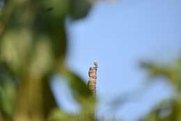 Image of Malabar Starling