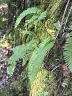 Image of plumed rockcap fern