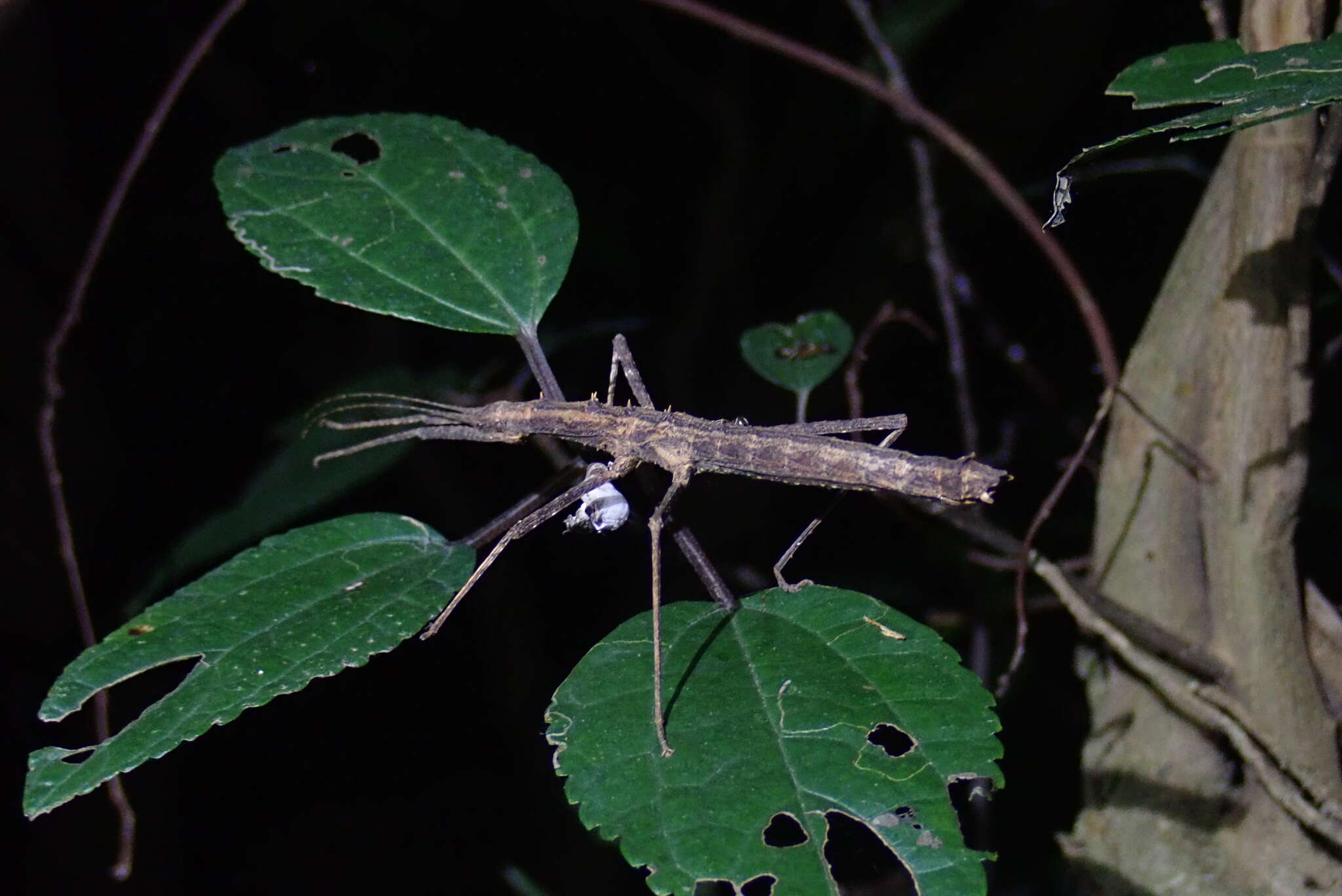 Image of Neohirasea japonica (Haan & W.)