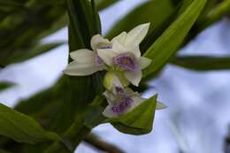 Image of Thunia alba var. bracteata (Roxb.) N. Pearce & P. J. Cribb