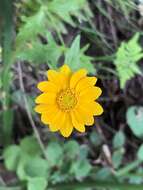 Image of common woolly sunflower