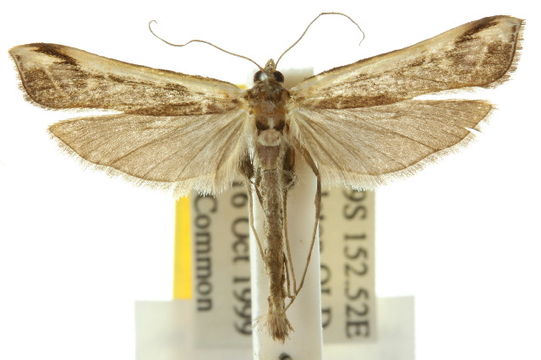 Image of <i>Tanycnema anomala</i> Turner 1922