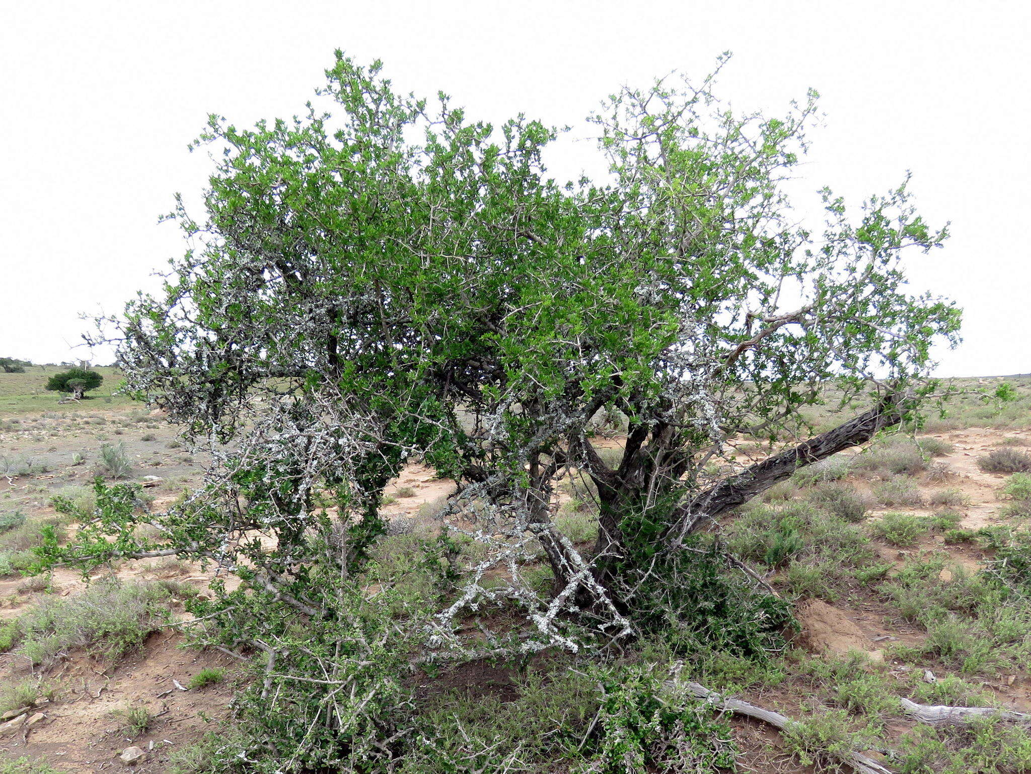 Image of Searsia longispina (Eckl. & Zeyh.) Moffett