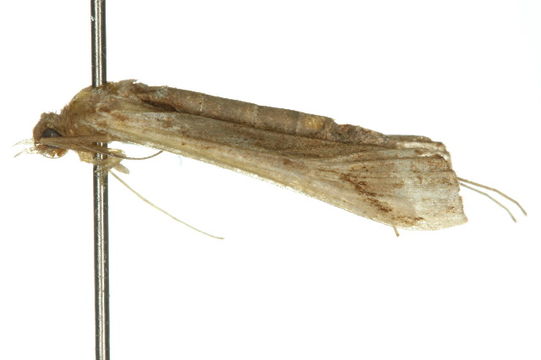 Image of <i>Tanycnema anomala</i> Turner 1922