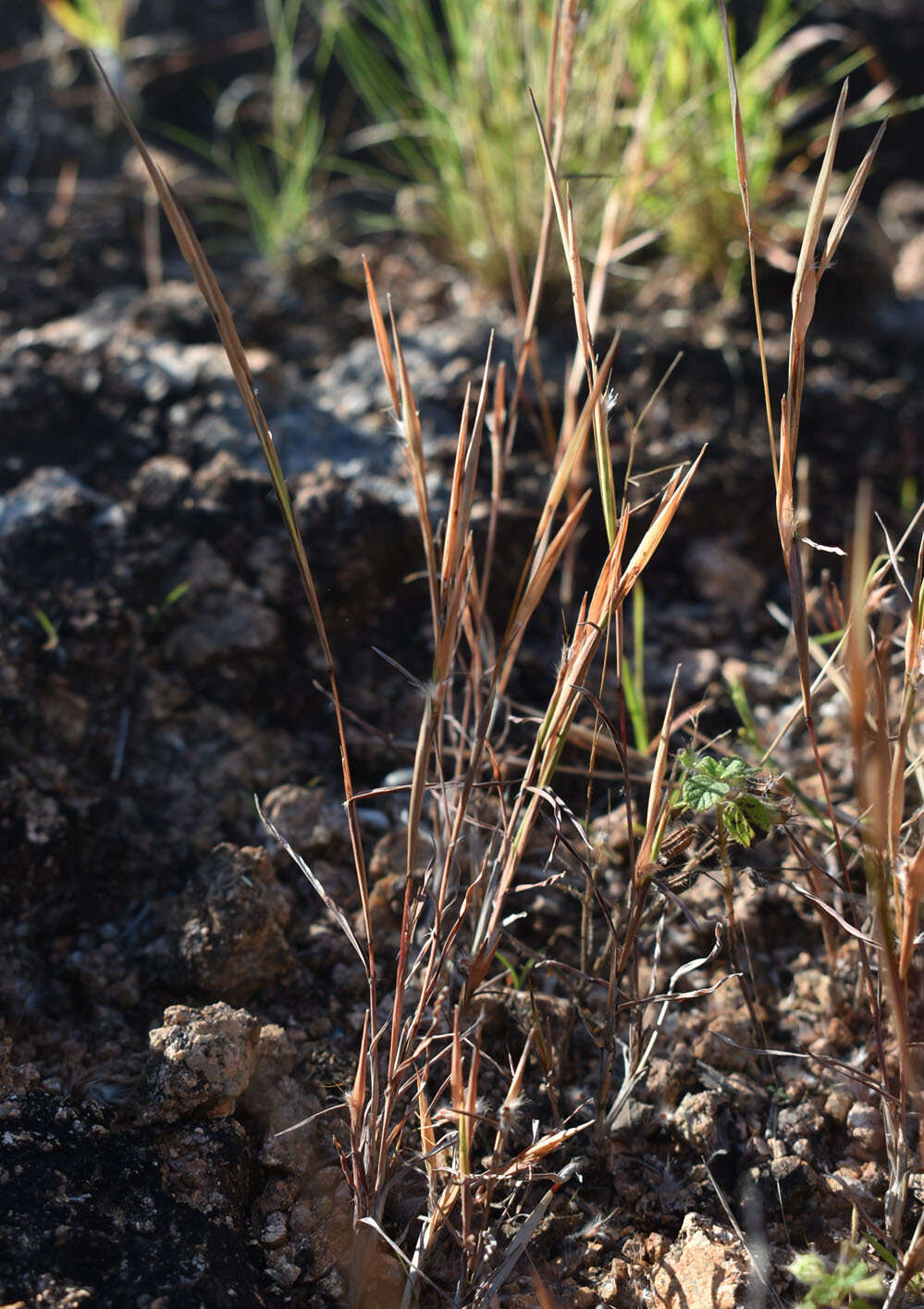 Sivun Schizachyrium fragile (R. Br.) A. Camus kuva