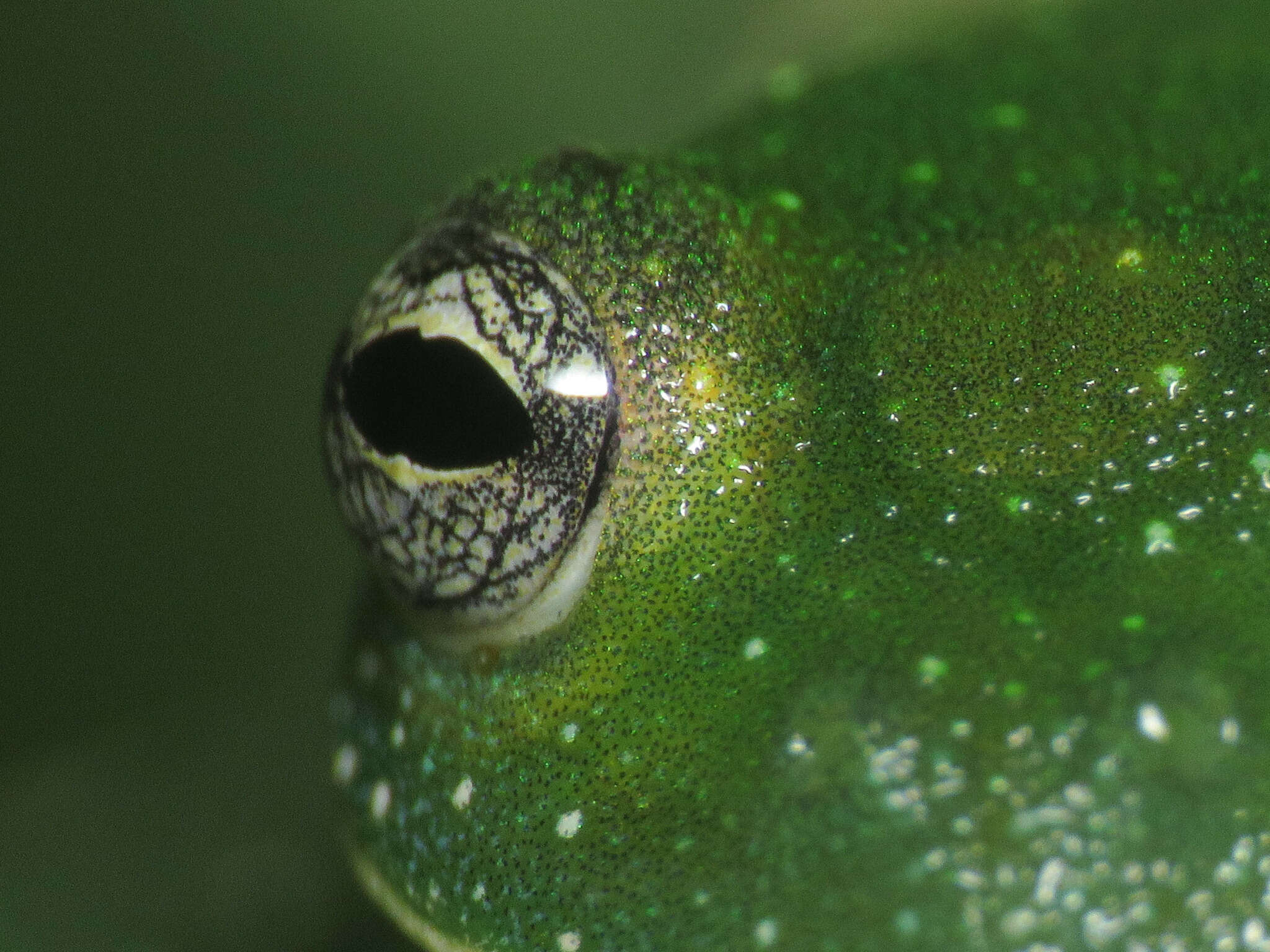 Image of Savage's cochran frog