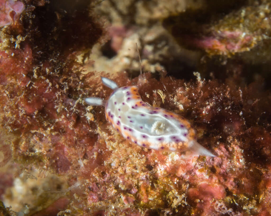 Image of Goniobranchus decorus (Pease 1860)