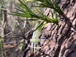 Image of Styphelia longifolia R. Br.