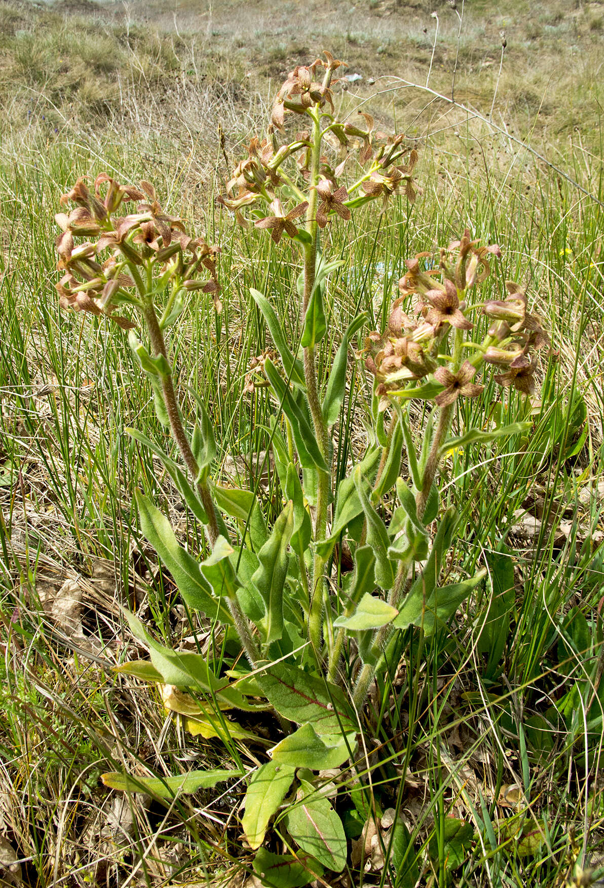 Слика од Hesperis tristis L.