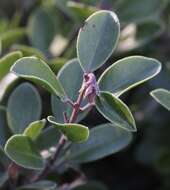 Image of Franciscan manzanita