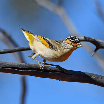 Imagem de Pardalotus rubricatus Gould 1838