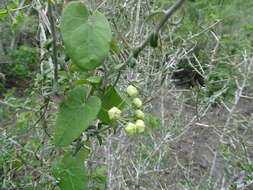 Image of Funastrum lindenianum (Decne.) Schltr.