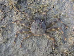 Image of flat rock crab