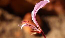 Image of Pelargonium caucalifolium subsp. caucalifolium